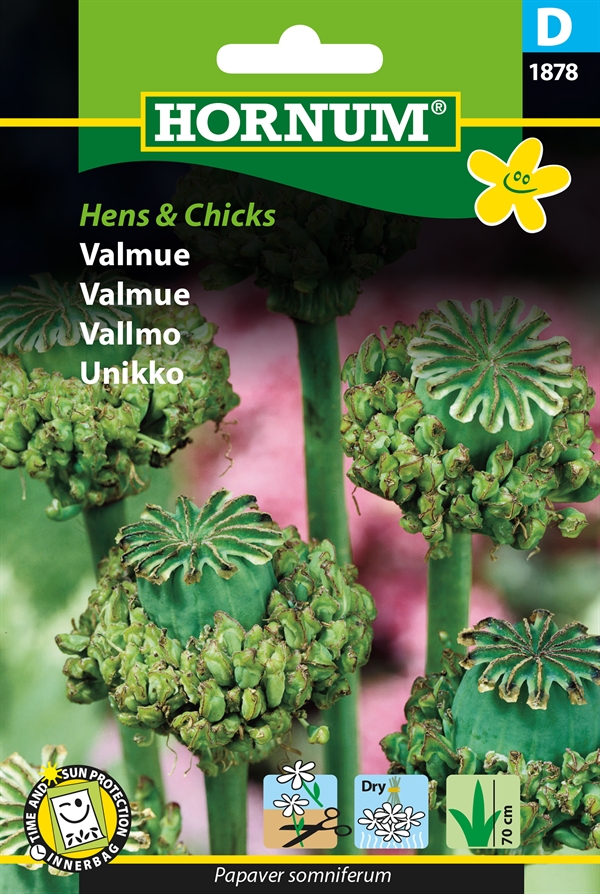 Valmue - Hens & Chicks
